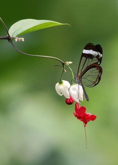 a butterfly sitting on top of a flower next to a green plant with red and white flowers