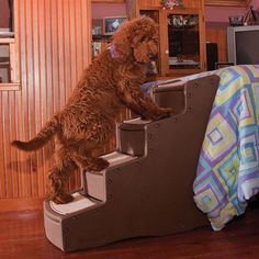 a brown dog standing on top of a set of stairs next to a bed in a bedroom