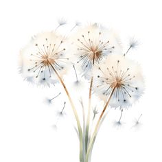 three white dandelions in a vase on a white background with watermarks