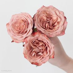 three pink roses are being held by someone's hand