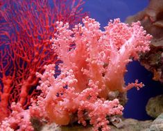 some corals and seaweed in an aquarium