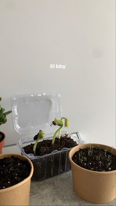 three pots with plants in them sitting on a table next to a wall that says vdd ii