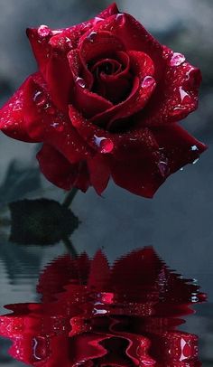 a red rose with water droplets on it's petals and its reflection in the water