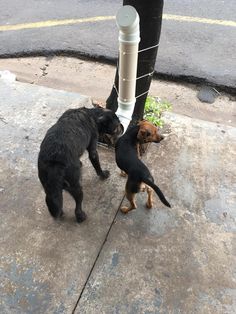 two dogs are playing with each other on the sidewalk near a pole that has a water bottle attached to it