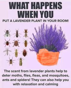 a poster with bugs and lavender plants in the background that says, what happens when you put a lavender plant in your room?