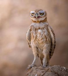 an owl standing on top of a rock