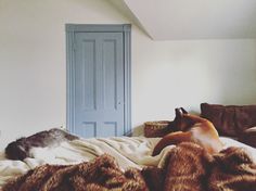 two dogs laying on top of a bed next to each other in front of a blue door