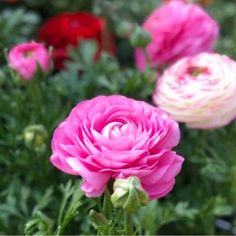 pink flowers are blooming in the garden