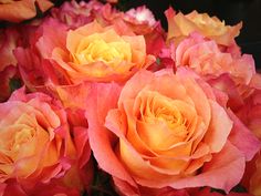 several orange and pink roses are shown in close up view, with the petals still blooming