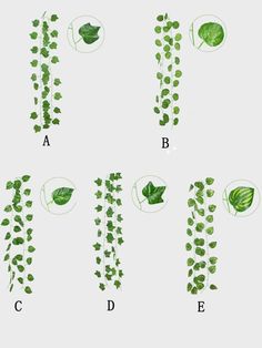 different types of plants that are growing from the ground up to the top and bottom