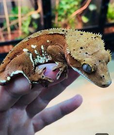 a small gecko sitting on top of a person's hand