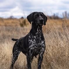 a black and white dog standing in the middle of a dry grass field with tall grasses