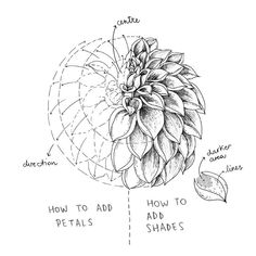 a drawing of an artichoke with the words how to add petals and leaves