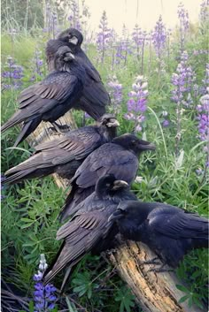 four black birds sitting on top of a log in the middle of a flower filled field