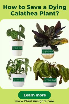 How to Revive a Dying Calathea Plant? Brazilian Rainforest, Calathea Orbifolia, Zebra Plant, Plant Problems, Prayer Plant, Plant Health, Growing Indoors, Green Space