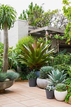 many different types of plants in pots on the ground near some trees and bushes with buildings in the background