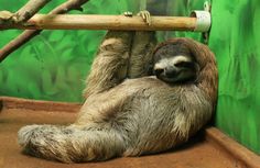 a sloth hanging upside down on a tree branch