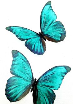 two blue butterflies flying side by side on a white surface with one butterfly facing the opposite direction