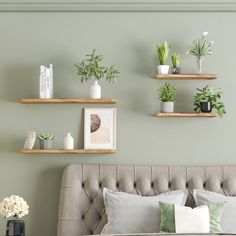 a bedroom with green walls and shelves on the wall above the bed is decorated with various houseplants