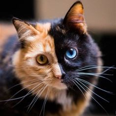 a close up of a cat with blue eyes