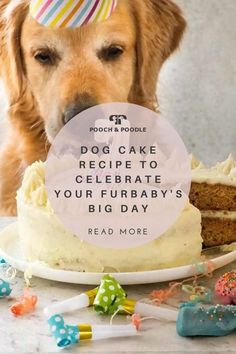 a dog eating a birthday cake Dog Cake Recipe, Two Layer Cake, 2 Layer Cake, Fluffy Buttercream, Wholesome Dog