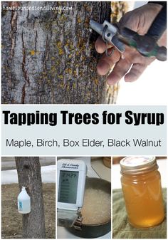 tapping trees for syrup maple, birch, box elder, black walnut and other uses