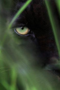 a black cat with yellow eyes hiding behind some green grass and looking at the camera