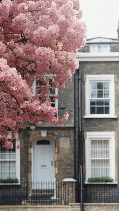 a tree with pink flowers in front of a building