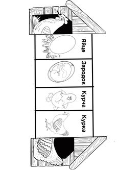 the three stages of an animal's life cycle for kids to learn how to draw