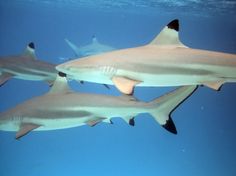 three sharks swimming in the ocean together