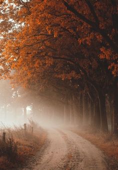 a dirt road surrounded by trees with orange leaves on the ground and fog in the air