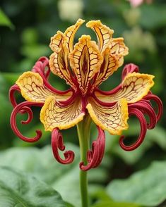 a yellow and red flower with swirly stems in the foreground, surrounded by green leaves