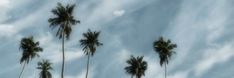 palm trees blowing in the wind on a cloudy day