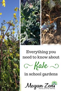 a collage of photos with the words everything you need to know about kale in school gardens