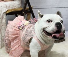 a white dog wearing a pink dress and smiling