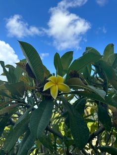 a yellow flower on a tree with blue sky in the backgrounnd and clouds in the background