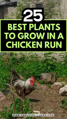 25 best plants to grow in a chicken run, featuring plants suitable for urban chickens and enhancing chicken coop environments. Quail Aviary With Plants Diy, Plants For Chickens, Urban Chicken, Coop Run, Quail Coop, Urban Chicken Farming, Portable Chicken Coop, Growing Grass