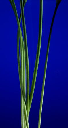 two green flowers are in a vase on a blue tablecloth, with the stems still attached