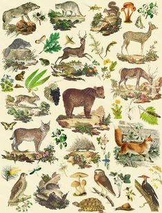 an illustration of various animals and plants