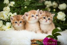 three small kittens are sitting together in front of some white roses and pink flowers