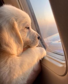 a white dog looking out an airplane window