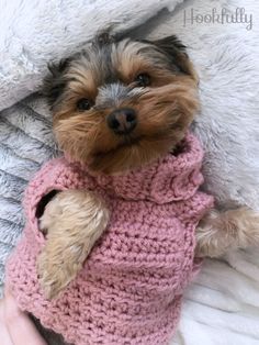 a small dog is wearing a pink sweater