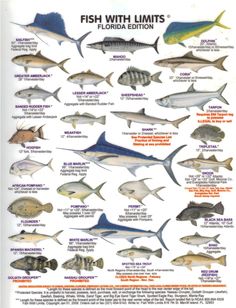 an image of fish with limitss in the florida region, including sharks and other marine creatures