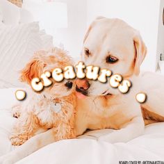 two dogs laying on top of a bed with the words creatures in front of them