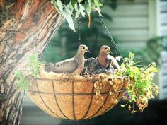 three birds are sitting in a hanging basket