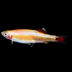 a yellow and red fish with black background