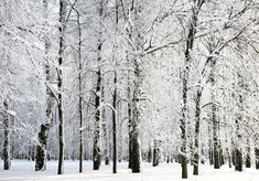 the trees are covered in snow and there is no image here to provide a caption for