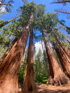 tall trees stand in the middle of a forest