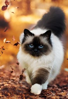 a siamese cat walking through leaves in the fall with blue eyes and long whiskers