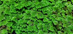 green moss growing on the side of a building